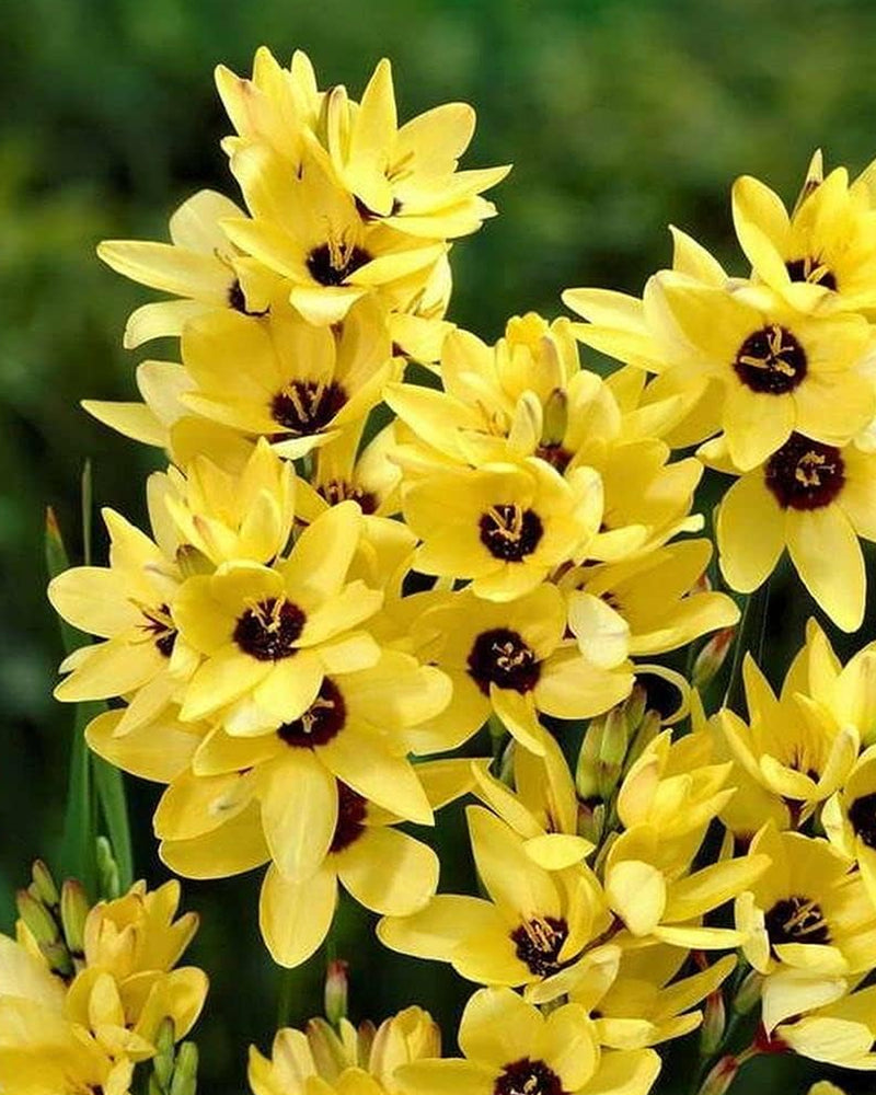 Plantogallery Ixia Yellow Emperor Imported Flower Bulbs Size 4/5 (Yellow)