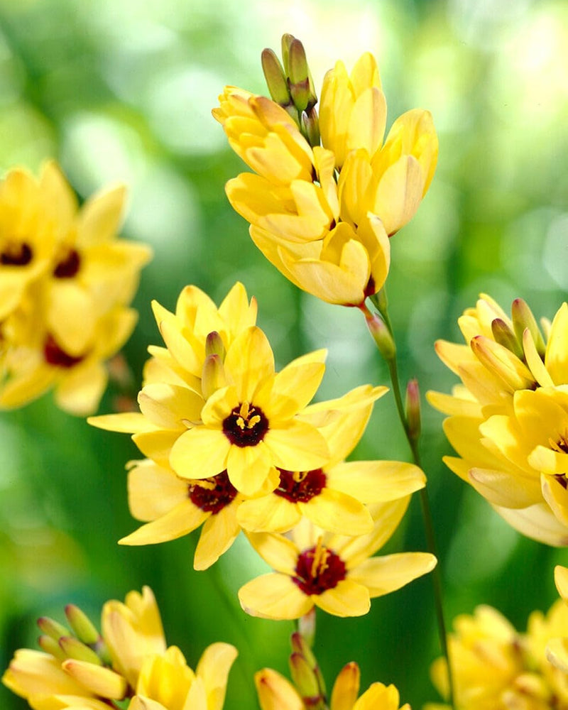 Plantogallery Ixia Yellow Emperor Imported Flower Bulbs Size 4/5 (Yellow)