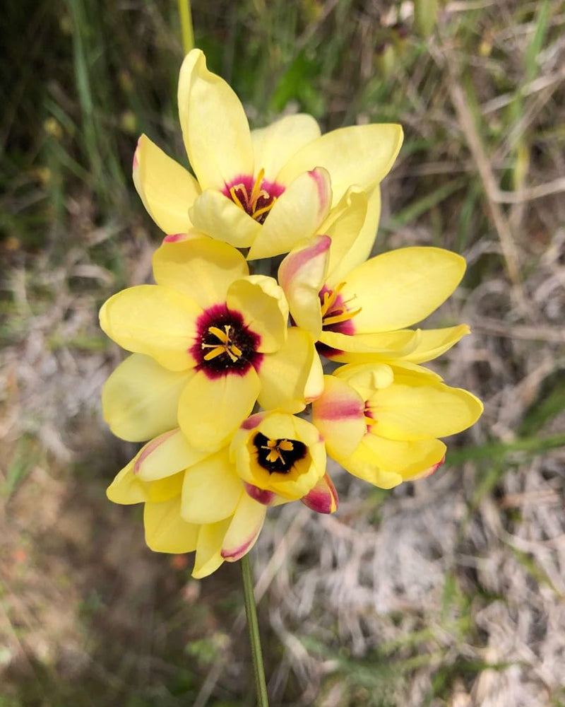 Plantogallery Ixia Yellow Emperor Imported Flower Bulbs Size 4/5 (Yellow)