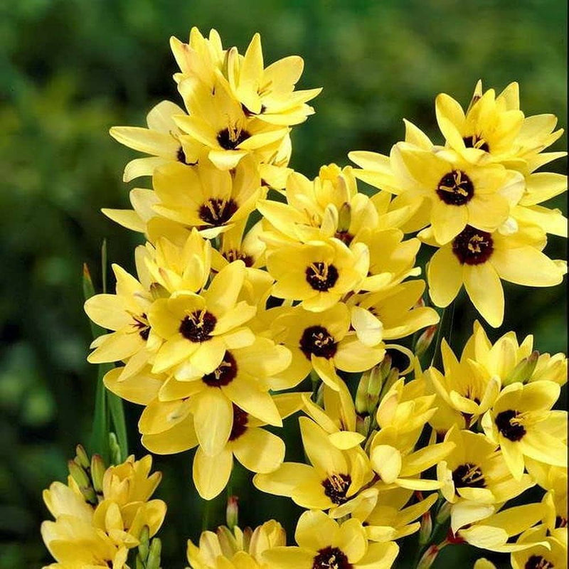 Plantogallery Ixia Yellow Emperor Flower Bulbs Size 4/5