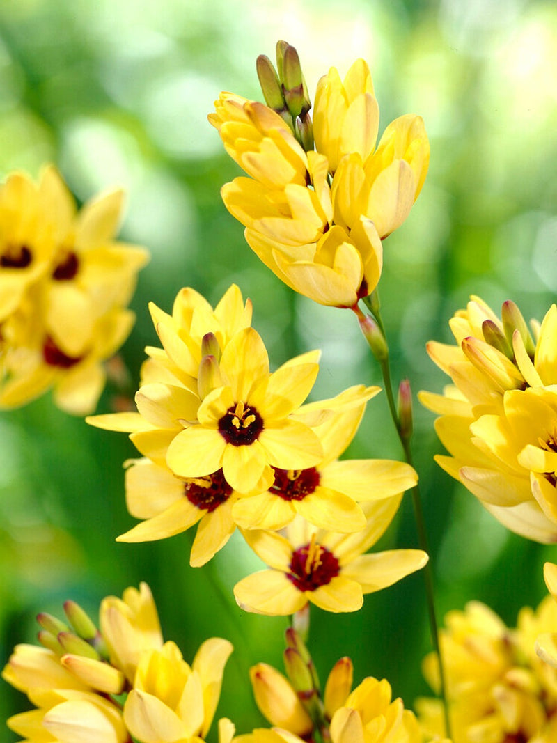 Plantogallery Ixia Yellow Emperor Flower Bulbs Size 4/5