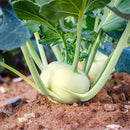 Ganth Gobhi - Kohlrabi Seeds for Home Garden - Pack of 50 Seeds