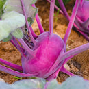 Ganth Gobhi - Kohlrabi Seeds for Kitchen Garden - Pack of 50 Seeds