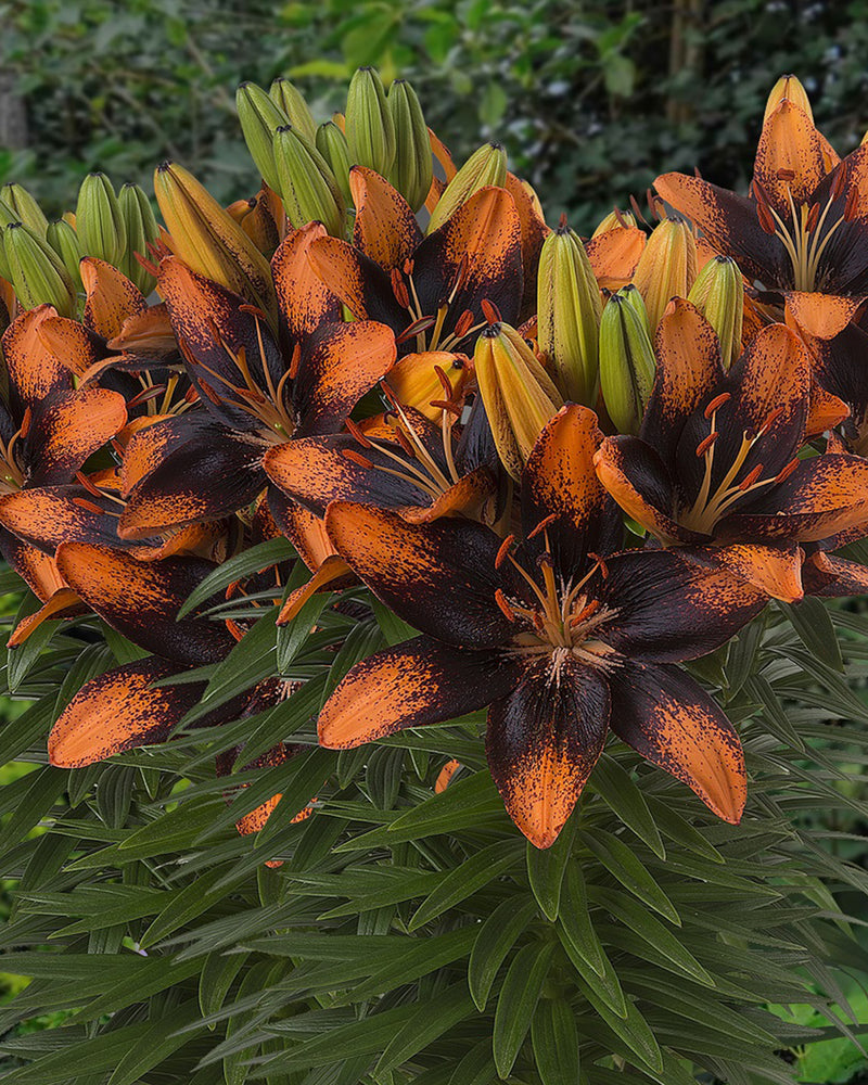 Plantogallery Pot Lilium Dwarf Variety "Trendy Las Palmas" (Orange Brown)