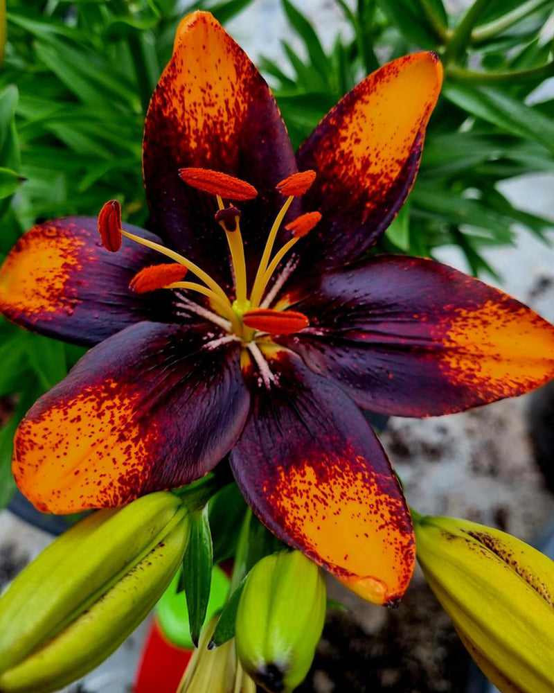 Plantogallery Pot Lilium Dwarf Variety "Trendy Las Palmas" (Orange Brown)