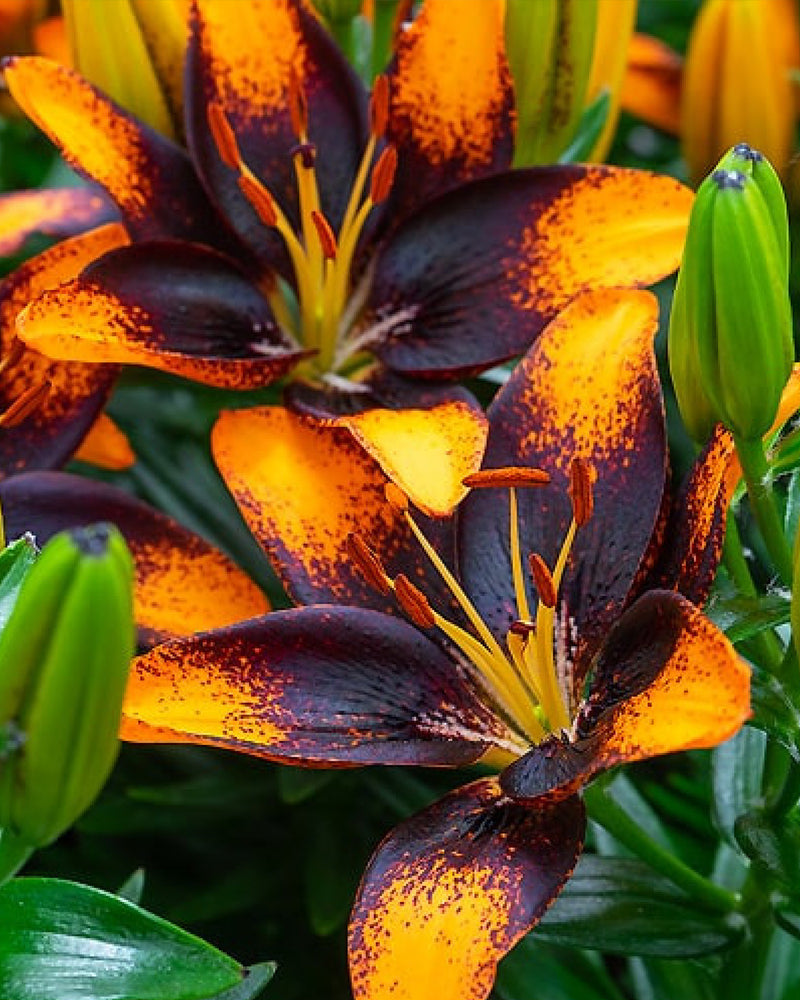 Plantogallery Pot Lilium Dwarf Variety "Trendy Las Palmas" (Orange Brown)