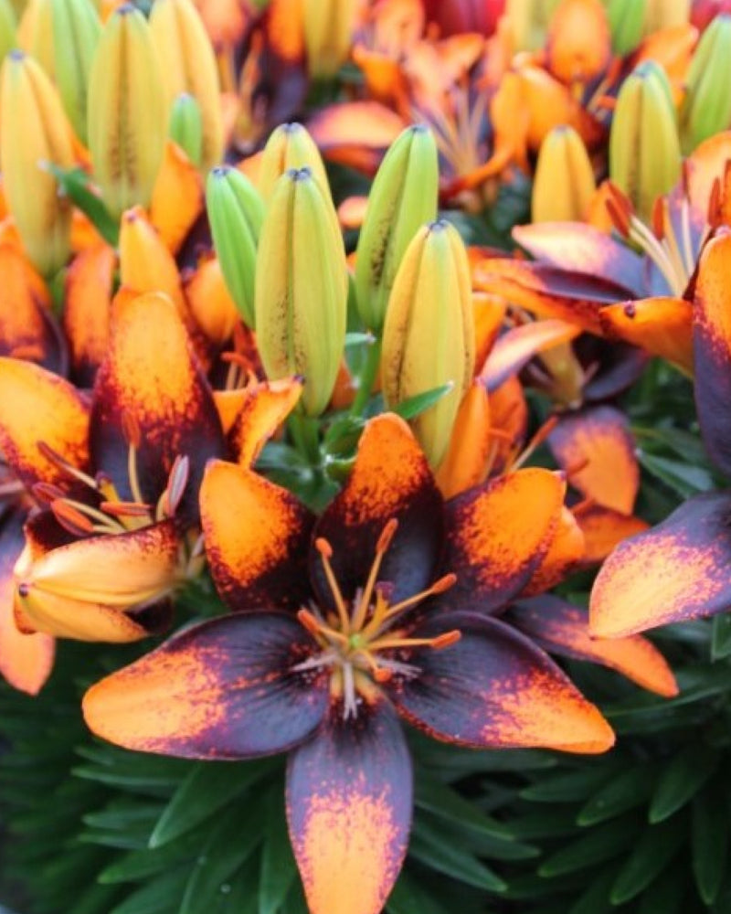 Plantogallery Pot Lilium Dwarf Variety "Trendy Las Palmas" (Orange Brown)