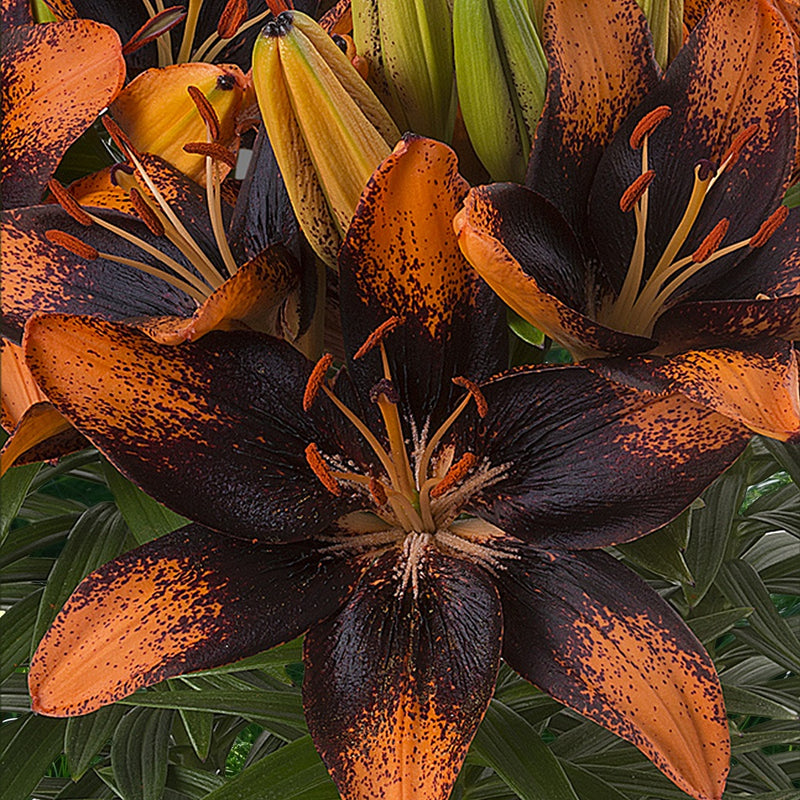 Plantogallery Pot Lilium Dwarf Variety "Trendy Las Palmas" (Orange Brown)