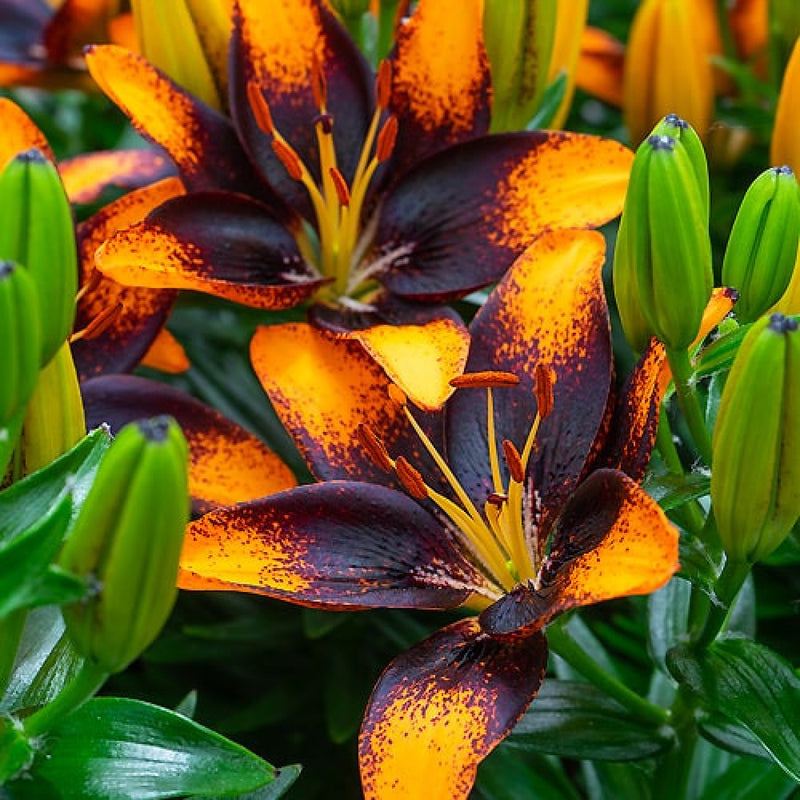 Plantogallery Pot Lilium Dwarf Variety "Trendy Las Palmas" (Orange Brown)