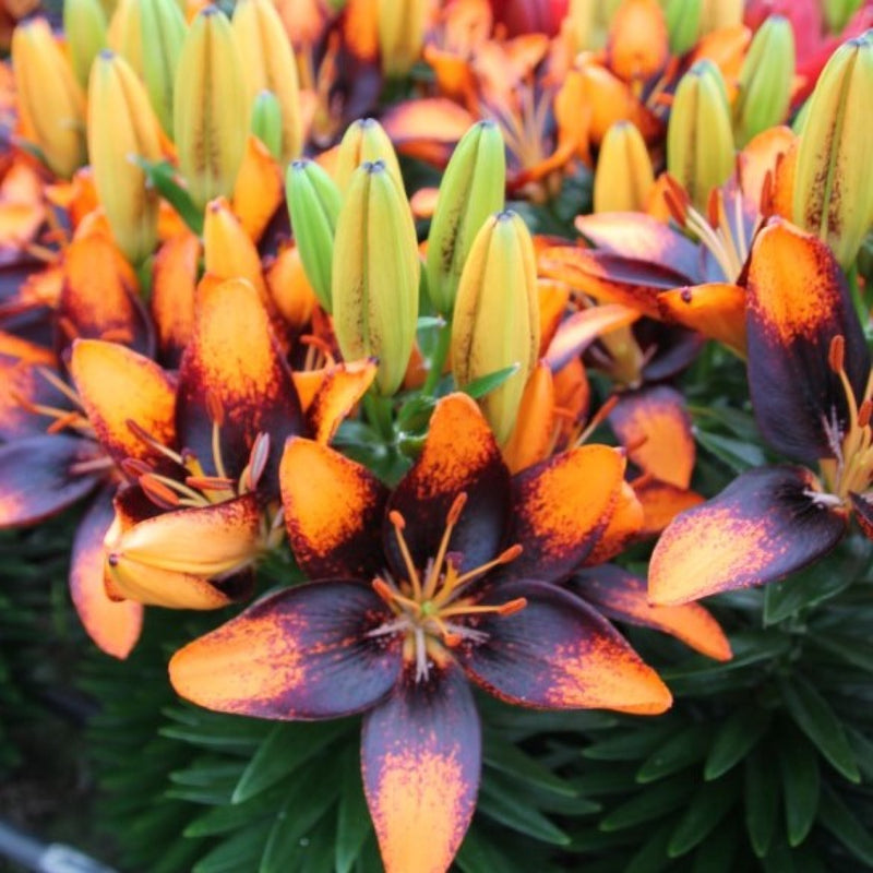 Plantogallery Pot Lilium Dwarf Variety "Trendy Las Palmas" (Orange Brown)