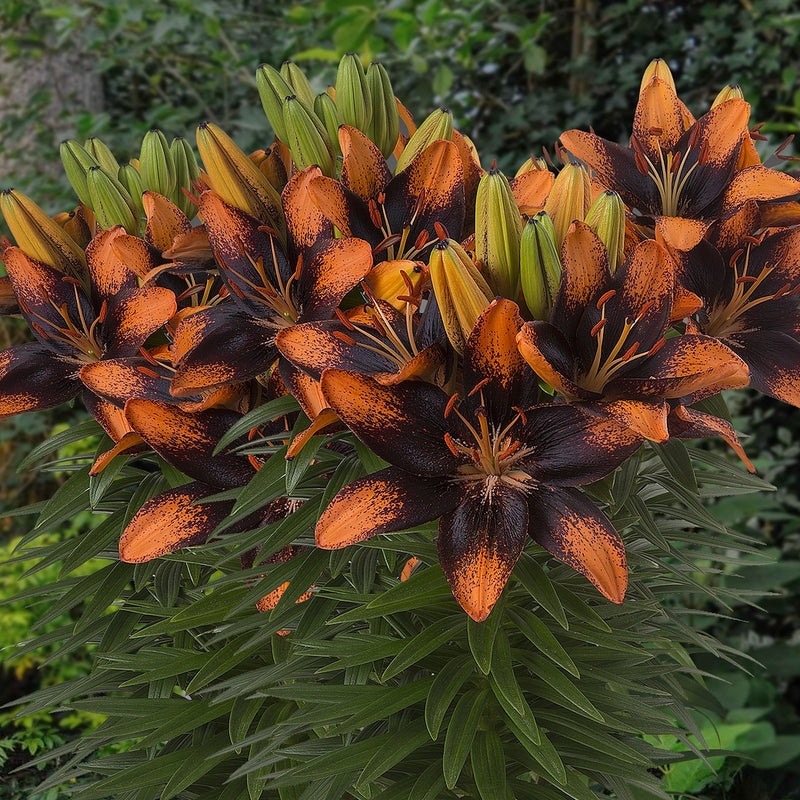 Plantogallery Pot Lilium Dwarf Variety "Trendy Las Palmas" (Orange Brown)