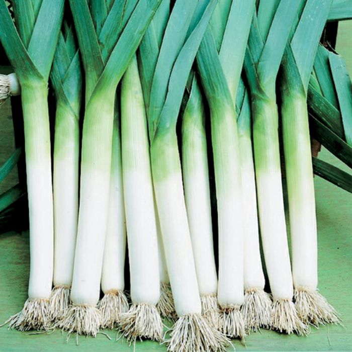 Leek Seeds for Home Gardening - Pack of 50 Seeds