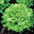 Lettuce Grand Rapids Seeds for Gardening - Pack of 50 Seeds