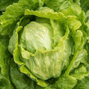 Lettuce Iceberg Seeds for Kitchen Gardening - Pack of 50 Seeds