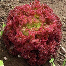 Lettuce Lollo Rosso Seeds for Home Garden - Pack of 50 Seeds