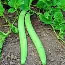 Tar Kakri - Long Melon Seeds for Kitchen Gardening - Pack of 50 Seeds