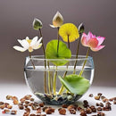 Japanese Lotus seeds for Your Home Gardening - Pack 25 Seeds
