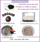 Japanese Lotus seeds for Your Home Gardening - Pack 25 Seeds