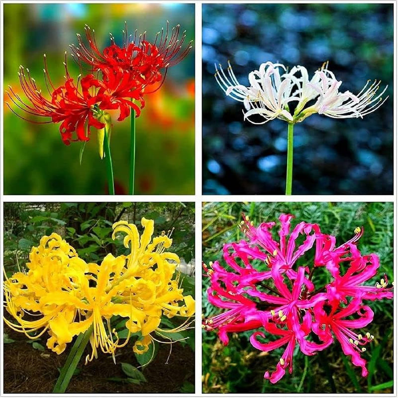 Lycoris Lily - Red Spider Lily Flower Bulbs