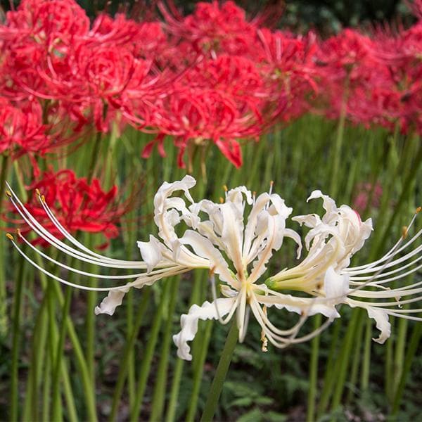 Plantogallery Lycoris Lily Mix Flower Bulbs Size (Std)