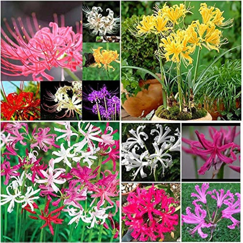 Plantogallery Lycoris Lily Mix Flower Bulbs Size (Std)