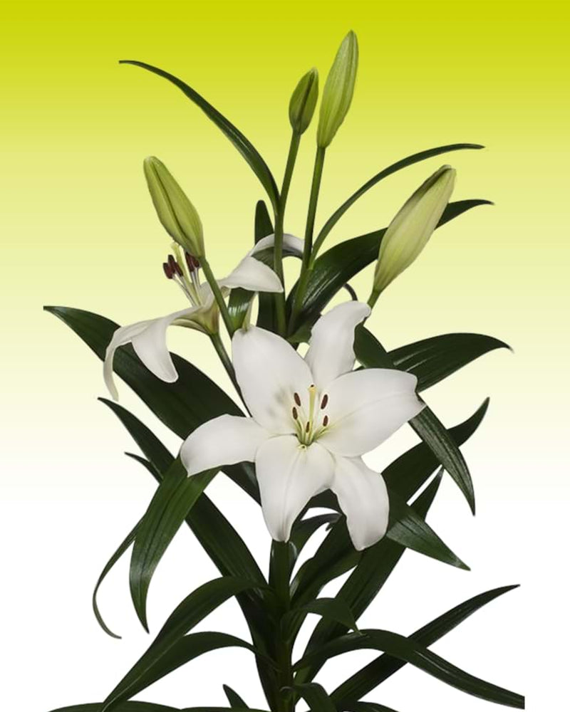 Plantogallery Lilium - Asiatic Lily Variety "Merente" Size 14/16 (White)