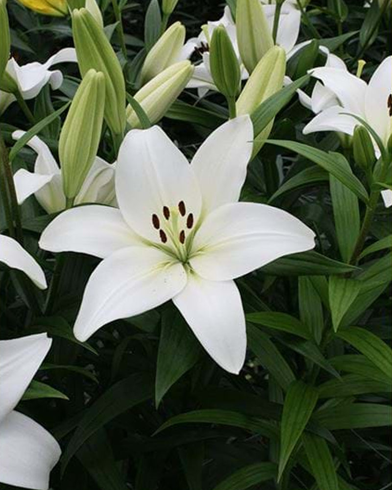 Plantogallery Lilium - Asiatic Lily Variety "Merente" Size 14/16 (White)