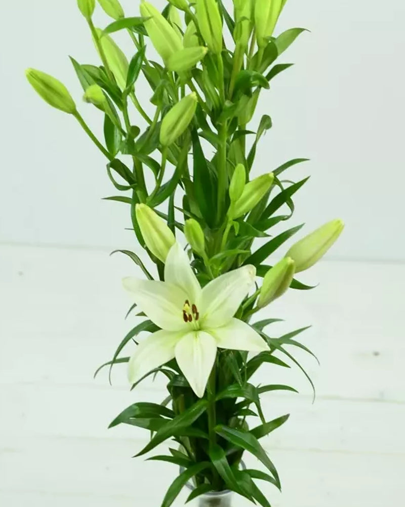 Plantogallery Lilium - Asiatic Lily Variety "Merente" Size 14/16 (White)