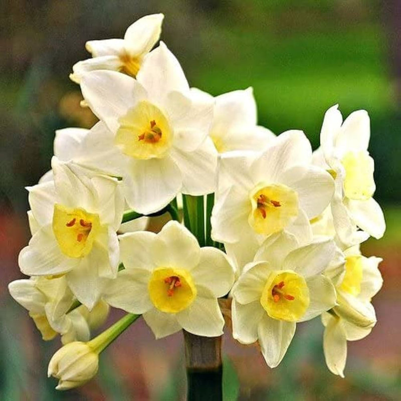 Nargis Multicolor Flower Bulbs for Home Gardening