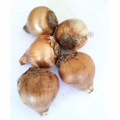 Plantogallery Nargis Mixed Flower Bulbs Size (Std)