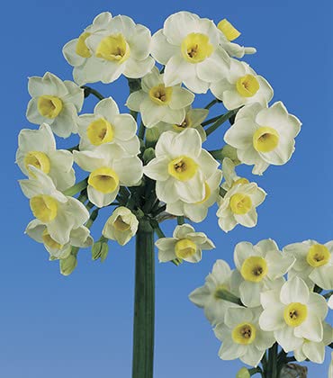 Plantogallery Nargis Mixed Flower Bulbs Size (Std)