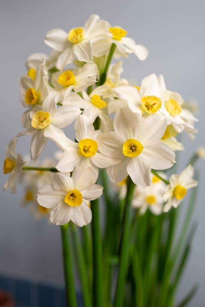 Plantogallery Nargis Mixed Flower Bulbs Size (Std)