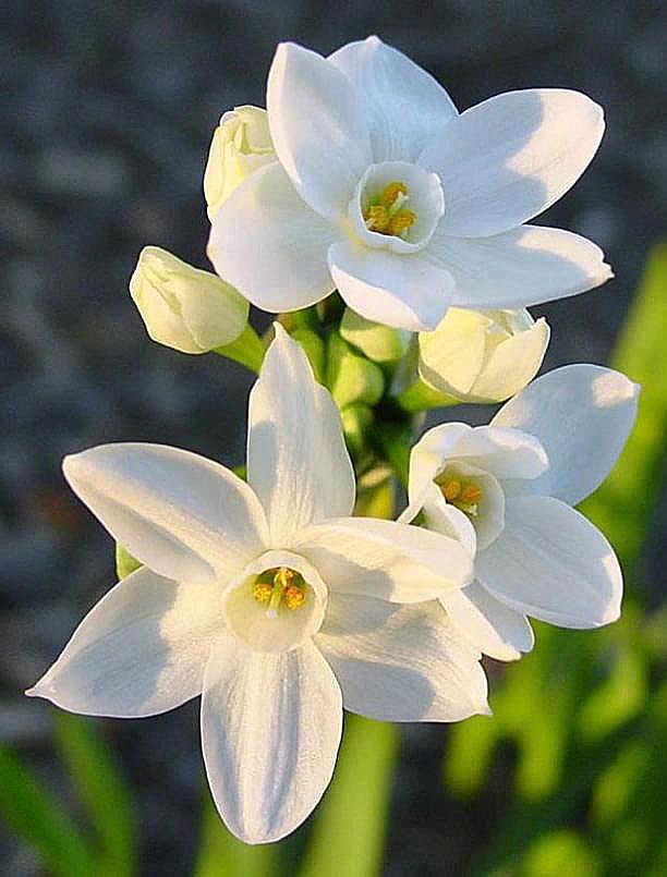 Plantogallery Nargis Mixed Flower Bulbs Size (Std)