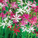 Nerine Lily Flower Bulbs for Your Home Gardening