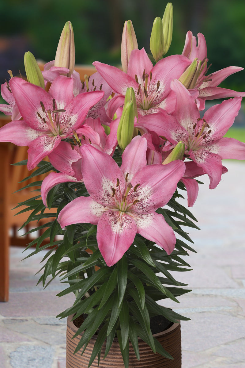 Plantogallery Pot Lilium Dwarf Variety "Trendy Nicosia" (Pink)