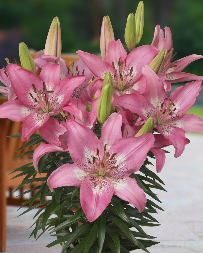 Plantogallery Pot Lilium Dwarf Variety "Trendy Nicosia" (Pink)