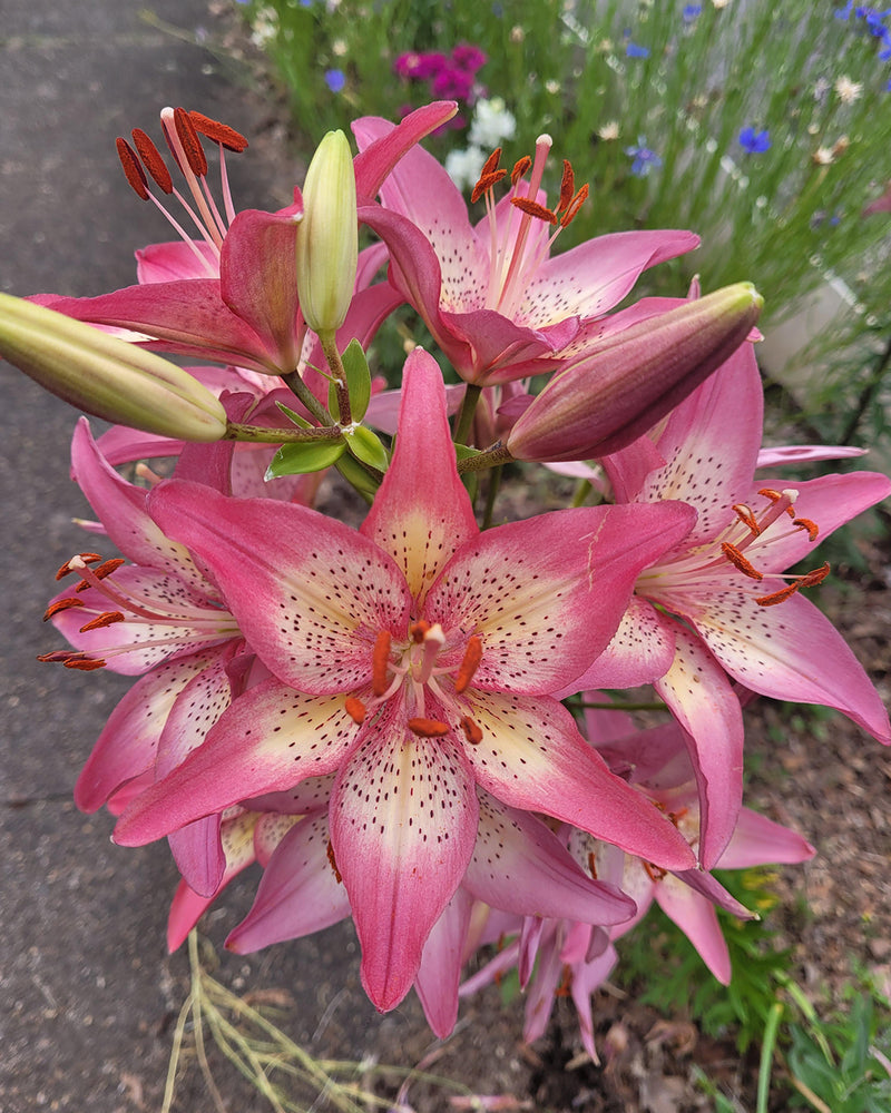 Plantogallery Pot Lilium Dwarf Variety "Trendy Nicosia" (Pink)