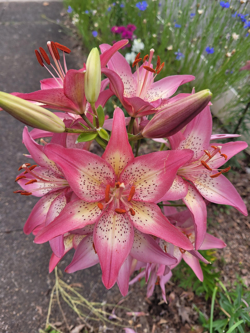 Plantogallery Pot Lilium Dwarf Variety "Trendy Nicosia" (Pink)