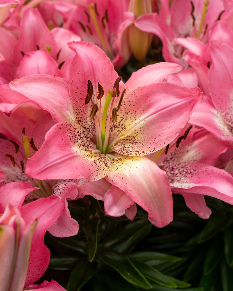 Plantogallery Pot Lilium Dwarf Variety "Trendy Nicosia" (Pink)