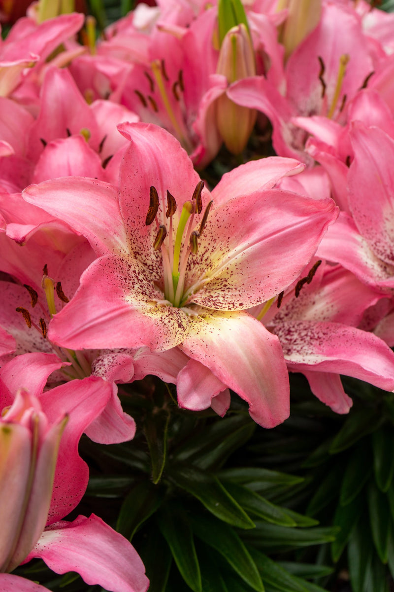 Plantogallery Pot Lilium Dwarf Variety "Trendy Nicosia" (Pink)