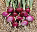 Pyaz Red - Onion Nasik Seeds for Home Gardening - Pack of 100 Seeds
