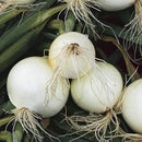 Pyaz Safed - Onion White Seeds for Home Gardening - Pack of 100 Seeds