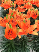 PLANTOGALLERY Asiatic Lily 12/14 Size Imported Flower Bulbs