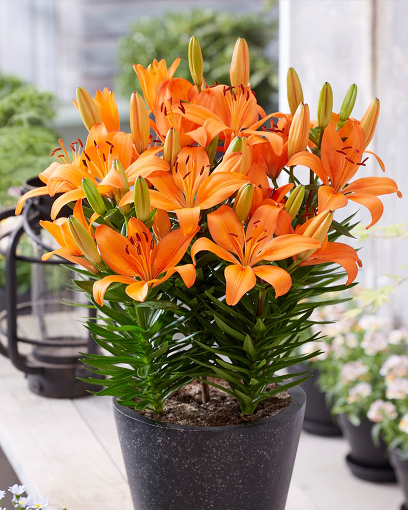 Plantogallery Pot Lilium Dwarf Variety "Orange Matrix" (Orange)