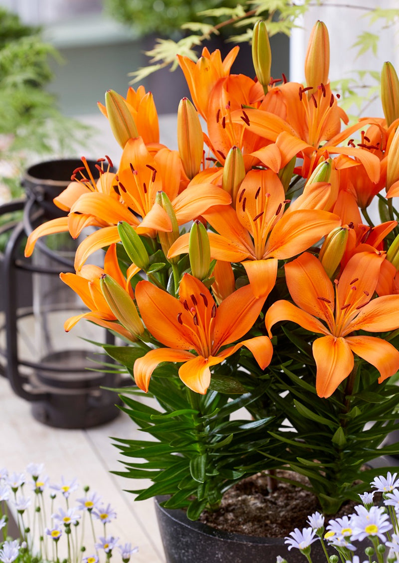 Plantogallery Pot Lilium Dwarf Variety "Orange Matrix" (Orange)