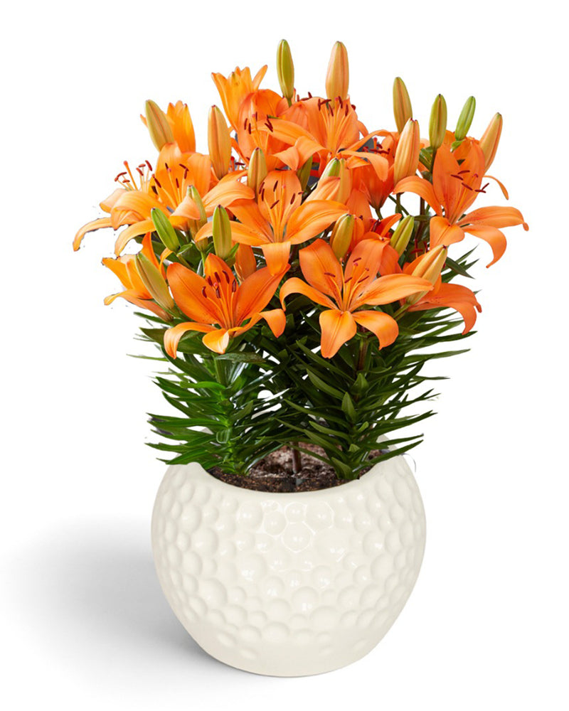 Plantogallery Pot Lilium Dwarf Variety "Orange Matrix" (Orange)