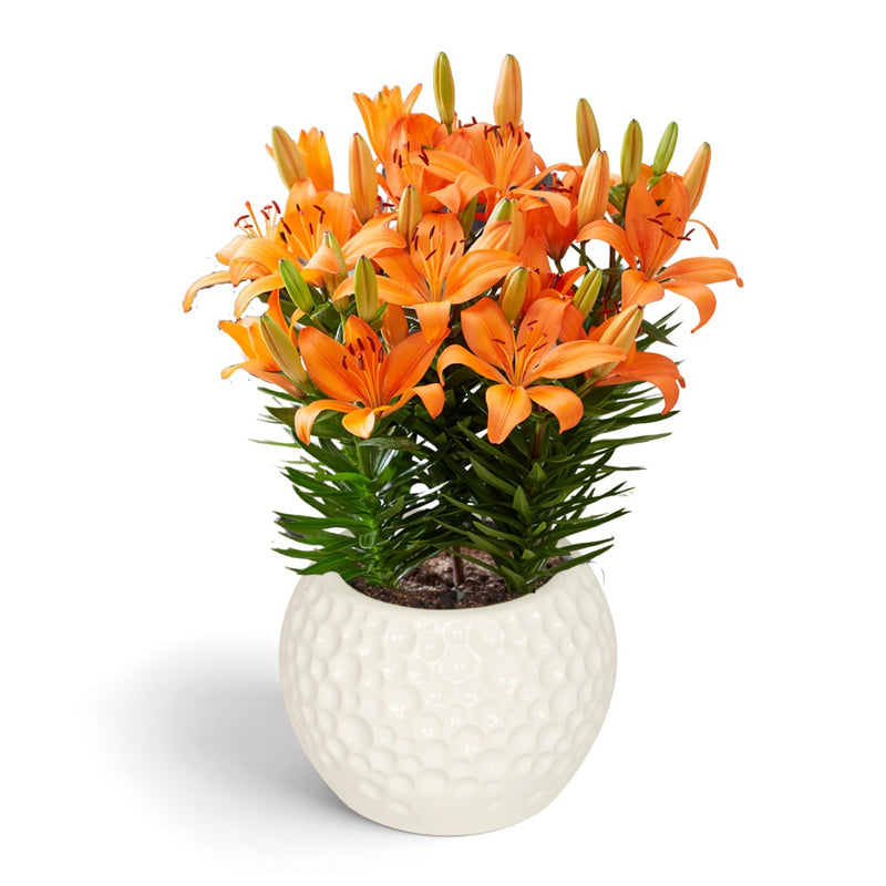 Plantogallery Pot Lilium Dwarf Variety "Orange Matrix" (Orange)