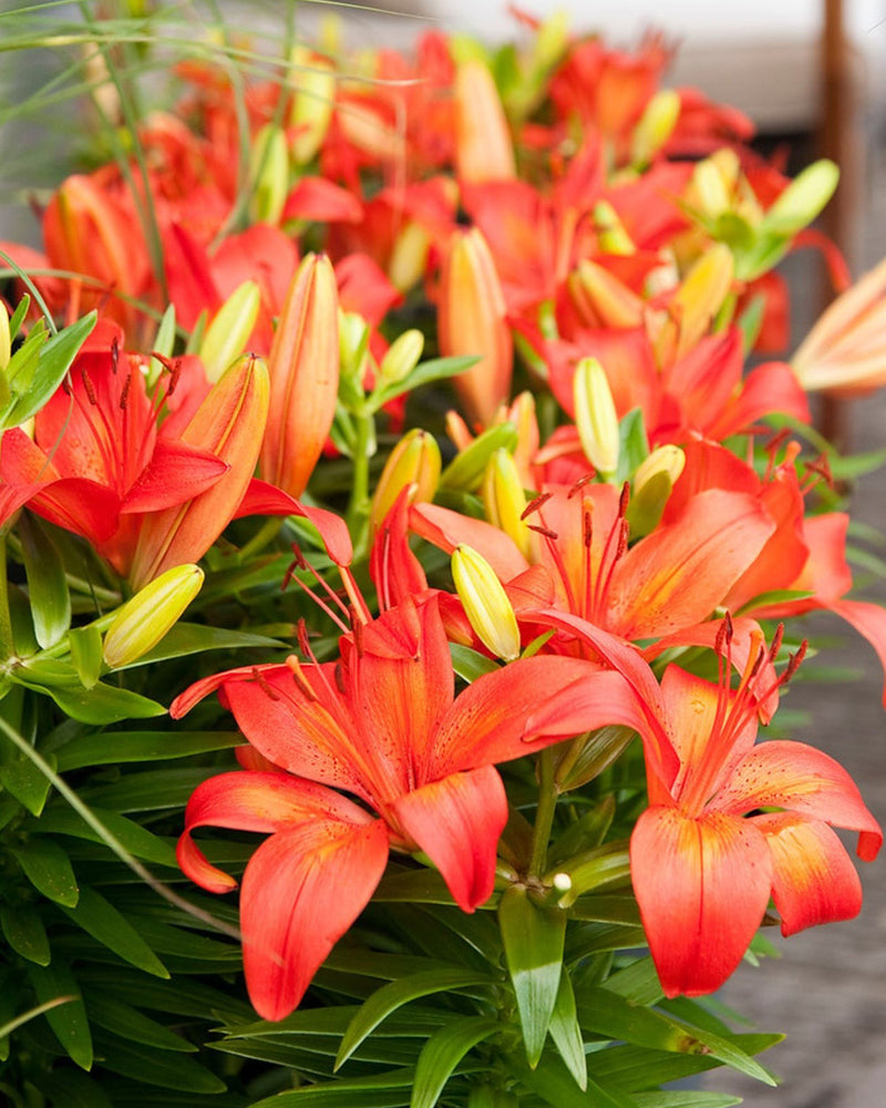 Plantogallery Pot Lilium Dwarf Variety "Orange Matrix" (Orange)