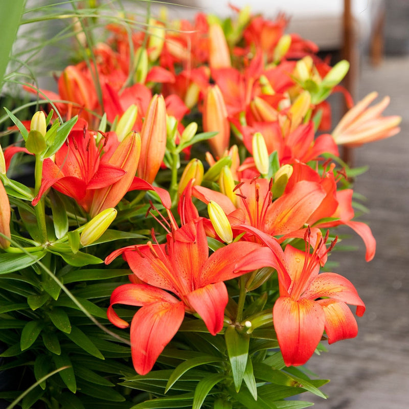 Plantogallery Pot Lilium Dwarf Variety "Orange Matrix" (Orange)