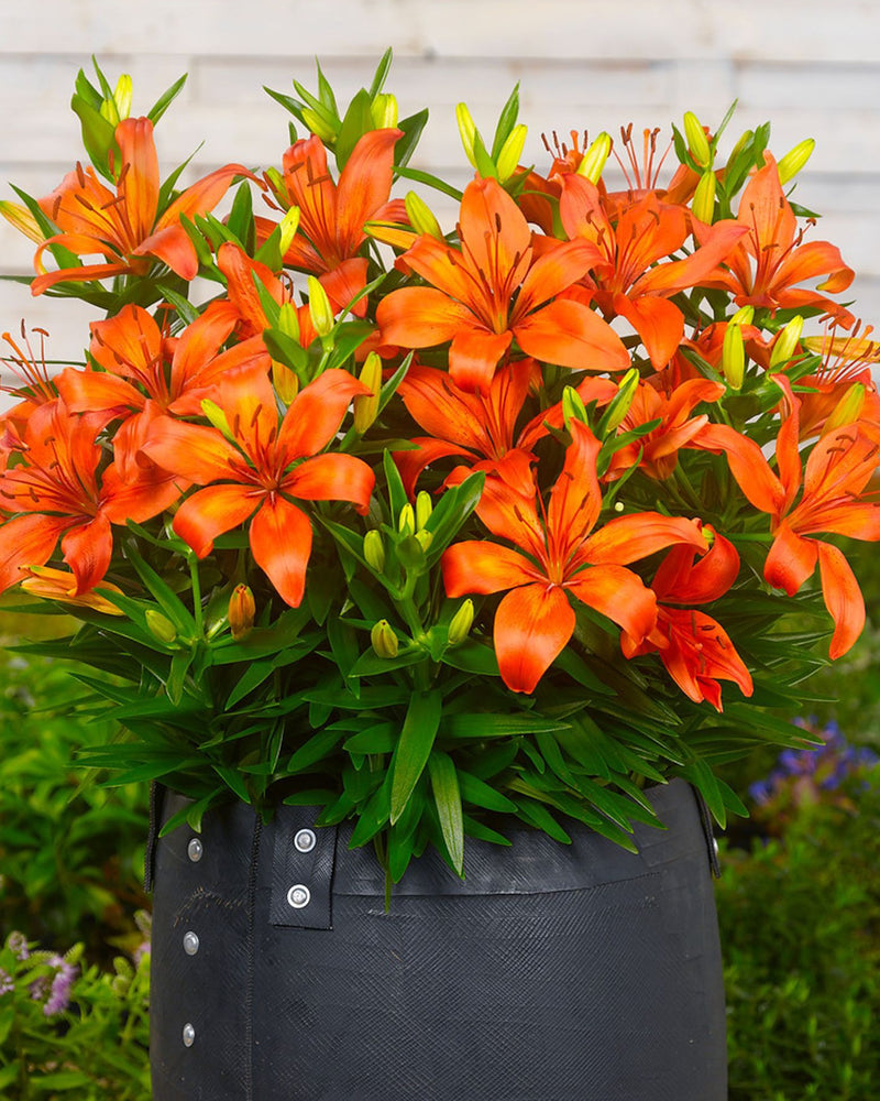 Plantogallery Pot Lilium Dwarf Variety "Orange Matrix" (Orange)